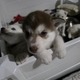 Siberian Husky Puppies from House Callihan-Walker Kennel