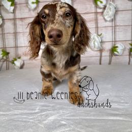 Dachshund All Grown Up from Lil Beanie Weenies Dachshunds