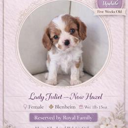 Lady Juilet - Blenheim female Cavalier King Charles Spaniel puppy in Mesa, Arizona from Comfort Royalty Cavaliers