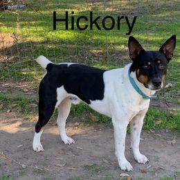 Hickory - Rat Terrier