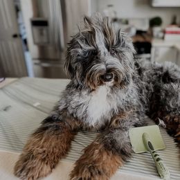 Gucci - Bernedoodle