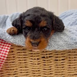 Onyx - Merle male Cavapoo puppy in Knoxville, Tennessee from Duke’s Forever Doodles