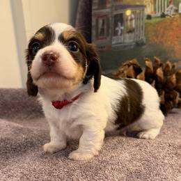 Guardian (2800) - Piebald male Dachshund puppy in Hensley, Arkansas from The Dachshund Barn