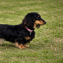 Zayda - Dachshund