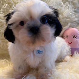 AKC - Phantom Girl (Champion Bloodlines) - Black and white female Shih Tzu puppy in Long Beach, California from Prieto Shih-Tzu's