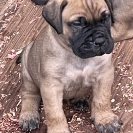 Bullmastiffs from Caro Bullmastiffs