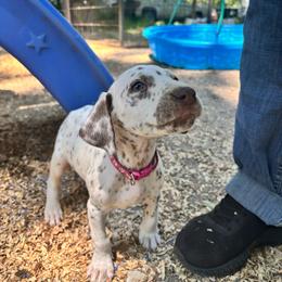 Primrose(LUA) - White and liver brown female Dalmatian puppy in Wilson, North Carolina from New Horizonz Dalmatians