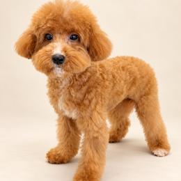 Maltipoo puppies from Mc Doodles of Texas LLC