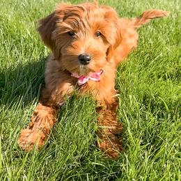 Goldendoodle Puppies from KZ Doodles
