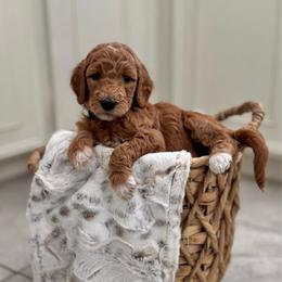 Rarity-White - Apricot female Goldendoodle puppy in Bay City, Texas from Charming Doods Goldendoodles