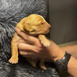 Golden Retriever Puppies from Personalized Dog Training - Windisch Goldens