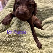 Boykin Spaniel Puppies from Taensas Boykins