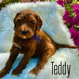 Teddy - Red  male Goldendoodle puppy in Travelers Rest, South Carolina from Bailey Mountain Doodles
