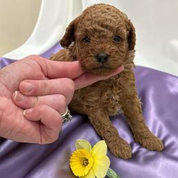 Poodle Puppies from KC Poodles of PA
