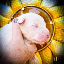 Girl 4 Galatea - White female Dogo Argentino puppy in San Diego, California from Debonair Dogos
