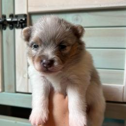 Chance - Blue merle male Pomeranian puppy in Waller (Northwest Of Houston), Texas from Blue Cottage Pomeranians