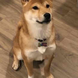 Shiba Inu from Jakysan Puppies