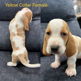 Basset Hound Puppies from Terry Farms