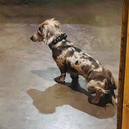 Mildred - Dachshund