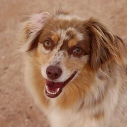 Australian Cattle Dogs, Australian Shepherds, Miniature Australian Shepherds, and Pembroke Welsh Corgis from Soqui Ortiz Cattle Ranch