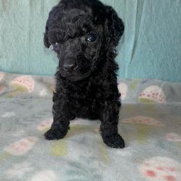 Cairo - Phantom male Poodle puppy in Travelers Rest, South Carolina from Cotton Top