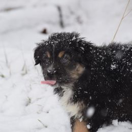 Australian Shepherd Puppies from Whitfarm Aussies