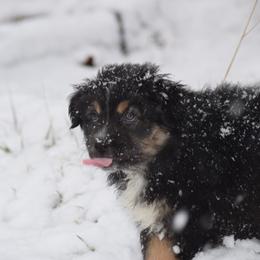 Australian Shepherd Puppies from Whitfarm Aussies
