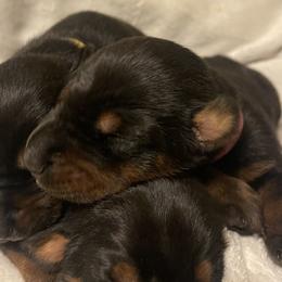 Aria - Black and rust female Doberman Pinscher puppy in Boyd, Texas from Team Feem Breeders