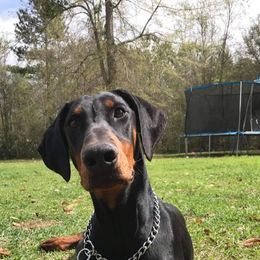 Doberman Pinscher All Grown Up from All Stars Doberman