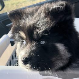 Pomsky Puppies from PomskyParadise