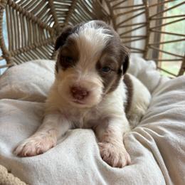 Lou - Red tri-color male Australian Shepherd puppy in Grants Pass, Oregon from Carmel Mountain Aussies