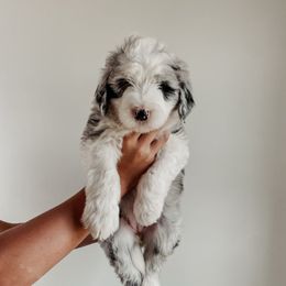 Penny - Blue merle and white female Sheepadoodle puppy in Wabash, Indiana from DOODCompany