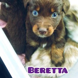 Australian Shepherd Puppies from Timber Creek Aussies