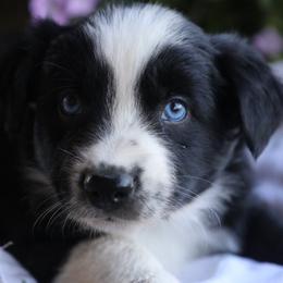 Boy 3 - Black & white male Australian Shepherd puppy in Hillsboro, Ohio from Sugar Grove Farms