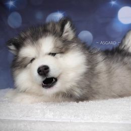 Yellow collar F - Alaskan Malamute puppy in Spokane, Washington from Asgard Wooly Malamutes