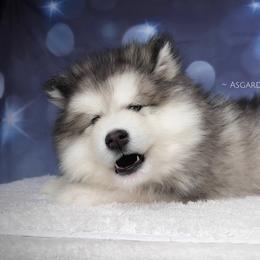 Yellow collar F - Alaskan Malamute puppy in Spokane, Washington from Asgard Wooly Malamutes