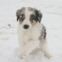 Bailey - Blue merle male Miniature Australian Shepherd puppy in Fairview, South Dakota from Dakota Toy Aussies