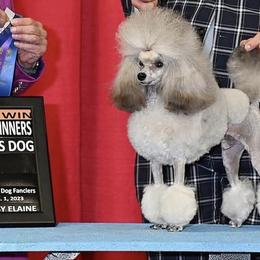 Hiro - Poodle
