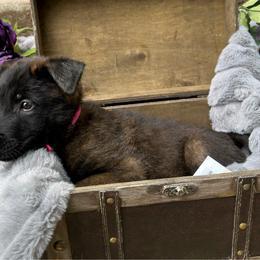 Velvet - Fawn sable female Belgian Malinois puppy in Chino, California from BlueStone K9