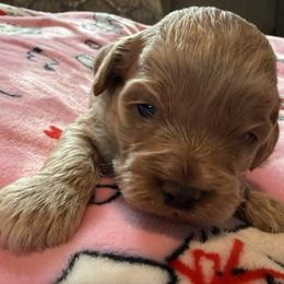 Kristoff - Red roan male Cockapoo puppy in Williamston, South Carolina from Sassy Bob’s Dogs