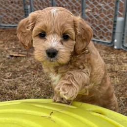 Velma - Red and white female Cockapoo puppy in Ellaville, Georgia from Lakeside Cockapoos
