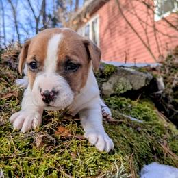 Rocky - White and tan male Russell Terrier puppy in Sandown, New Hampshire from Patch Wood Irish Jacks