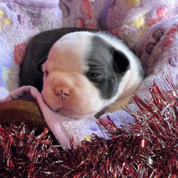 Boston Terrier Puppies from Dreamweaver Bostons
