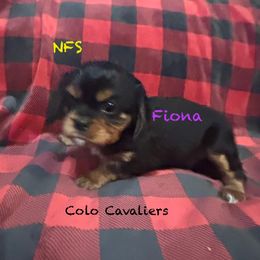 Fiona - Black and tan female Cavalier King Charles Spaniel puppy in Leonard, Michigan from CoLo Cavaliers