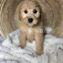 Georgia - Red  female Goldendoodle puppy in Cleveland, Georgia from The O.G. Doodles