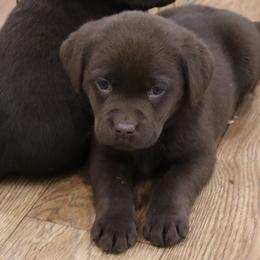 Mittens - Chocolate female Labrador Retriever puppy in Camden, Indiana from Camden's Caring Canines