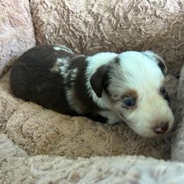 Annie - Red merle female Miniature Australian Shepherd puppy in Greensboro, North Carolina from Mike & Josh- Small Mini/Toy Aussies