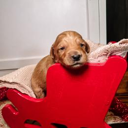 F1B Toy Goldendoodle Teddy - Red  male Goldendoodle puppy in Redding, California from Casa Delarosa Poodles & Doodles Collective