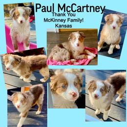 Paul McCartney - Red merle male Australian Shepherd puppy in Mid West, Illinois from Water's Edge Aussies
