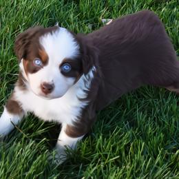 Red Tri Female, White Collar, Blue Eyes - female Miniature Australian Shepherd puppy in Parma, Idaho from Arena Valley Acres